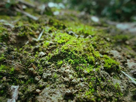 種苔蘚|苔藓植物